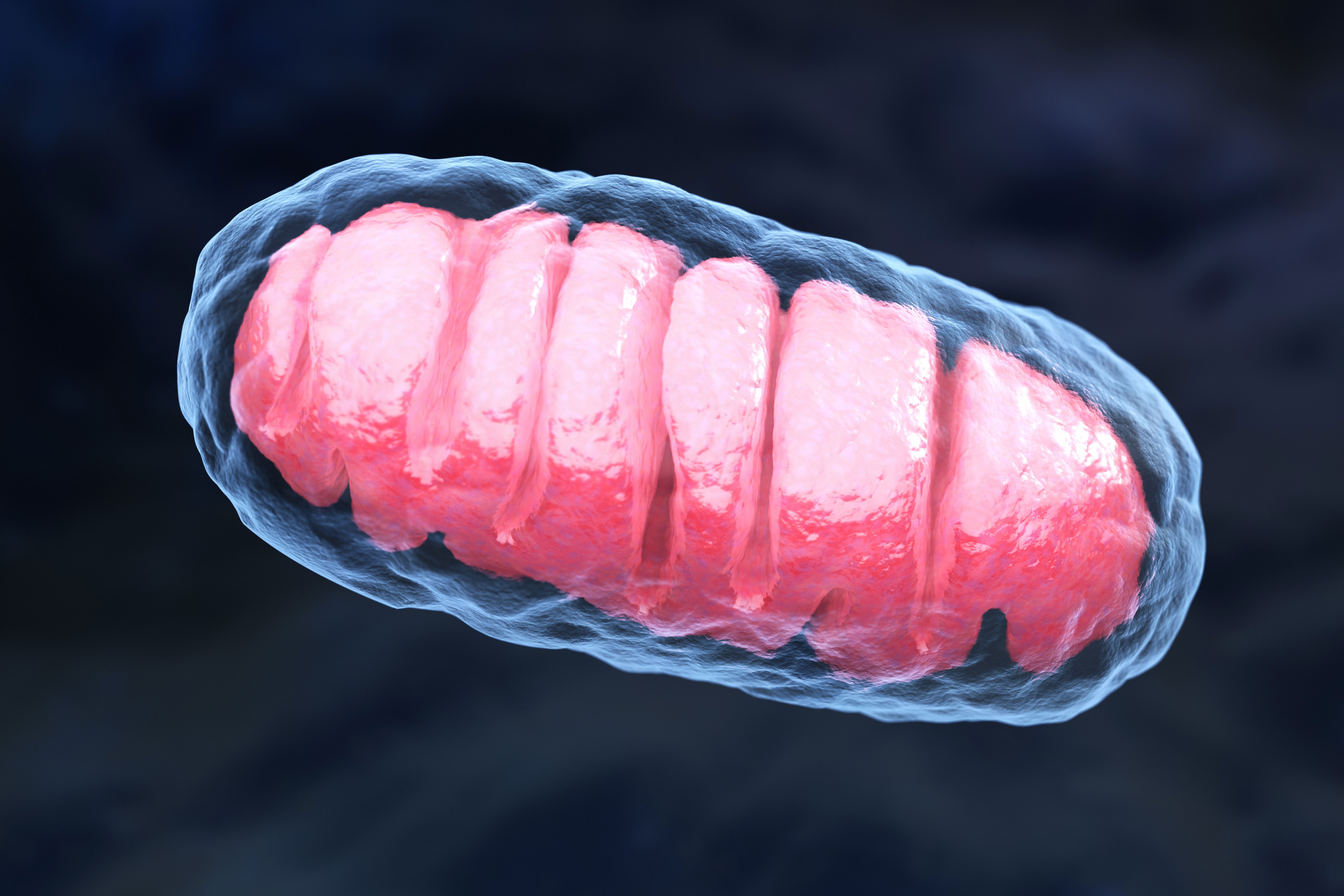 Mitochondria producing cellular energy